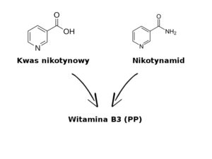 Witamina B3 PP - kwas nikotynowy, nikotynamid