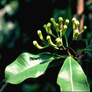 Czapetka pachnąca, goździkowiec korzenny - Syzygium aromaticum