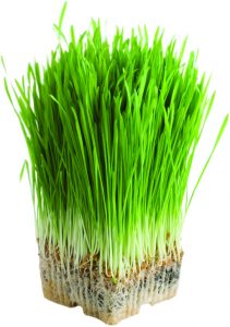 Green barley