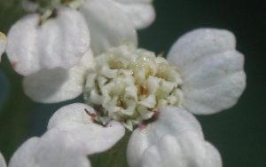 Krwawnik pospolity (Achillea millefolium) - kwiat