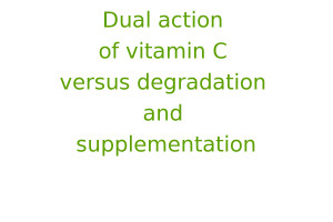 Dual action of vitamin C versus degradation and supplementation