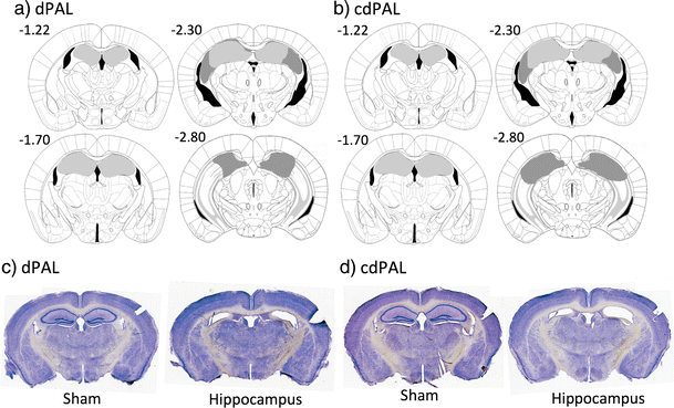 Diagram of the extent of hippocampal lesions and photographs of representative coronal sections. For a dPAL and b cdPAL, light grey represents the smallest lesion and dark grey represents the largest. All numbers correspond to distance in millimetre from bregma. Photographs of representative sections corresponding to −1.7 mm from bregma are shown for c dPAL and d cdPAL