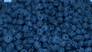 Blueberry (Vaccinium corymbosum)
