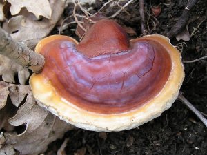 Does lingzhi mushroom / reishi mushroom affect slimming?