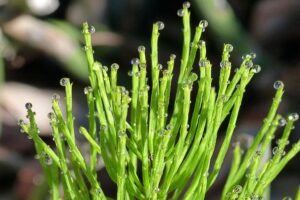 5 Wellness Benefits of the Horsetail Plant