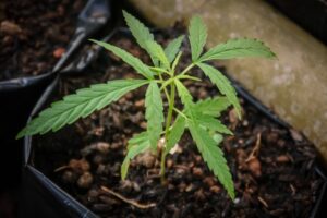 6 Tips to Improve the Germination of Cannabis Seeds